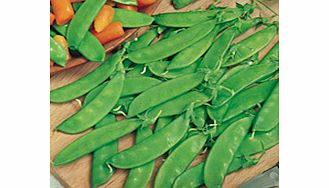 A delicious `Mangetout` Sugar Pea with long  fleshy  slightly curved pods. Gather while young and co