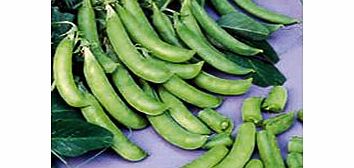 Unbranded Pea Plants - Cascadia (Sugar Snap)