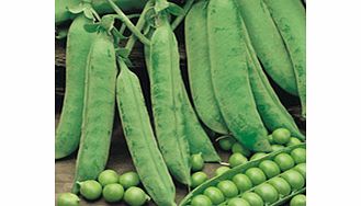 Unbranded Pea Plants - Douce Provence