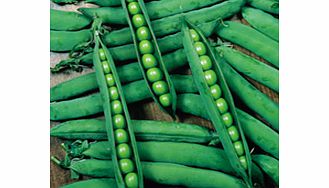 Unbranded Pea Plants - Hurst Greencrop