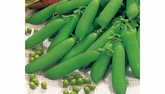 Unbranded Pea Plants - Petit Pois