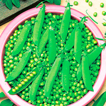 Unbranded Pea Seeds - Kelvedon Wonder
