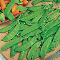 Unbranded Pea Seeds - Oregon Sugar Pod