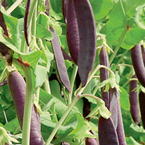 Unbranded Pea (Sugar Pod) Seeds - Shiraz