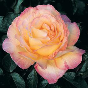 Unbranded Peace - Hybrid Tea Rose ** AUTUMN PRE ORDER ONLY