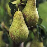 Unbranded Pear Concorde 479800.htm