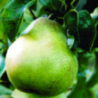 Unbranded Pear Doyenne Du Comice