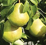 Unbranded Pear Invincible