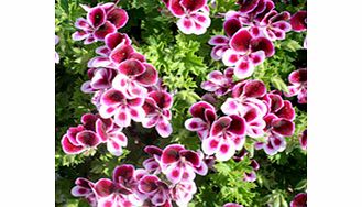 Unbranded Pelargonium Plants - Angels Perfume