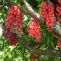 Penang Tropical Fruit Farm - Adult