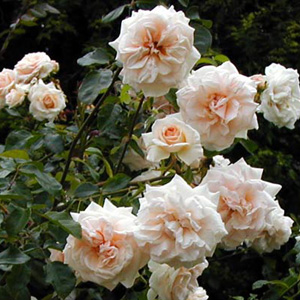 Unbranded Penny Lane - Climbing Rose ** AUTUMN PRE ORDER
