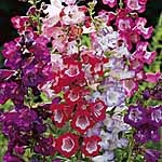 Unbranded Penstemon Collection Plants
