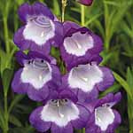 Unbranded Penstemon Czar Plants 401081.htm