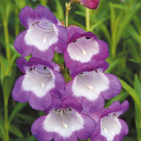 Unbranded Penstemon Czar Plants Pack of 3 Pot Ready Plants