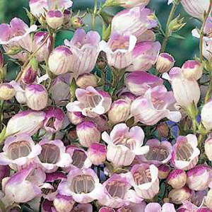 Unbranded Penstemon Lilac Frost Seeds