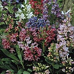 Unbranded Penstemon Navigator Seeds 422482.htm