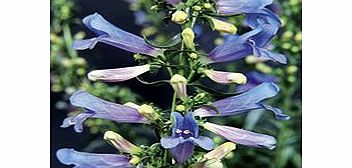 Unbranded Penstemon Plants - Electric Blue