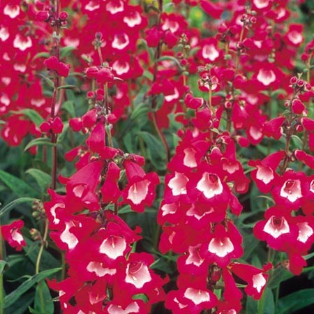 Unbranded Penstemon Scarlet Queen Seeds Average Seeds 90