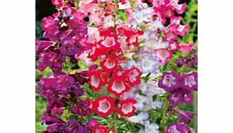 Unbranded Penstemon Seeds - Sensation Mixed
