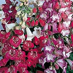 Penstemon Sensation Mixed Seeds