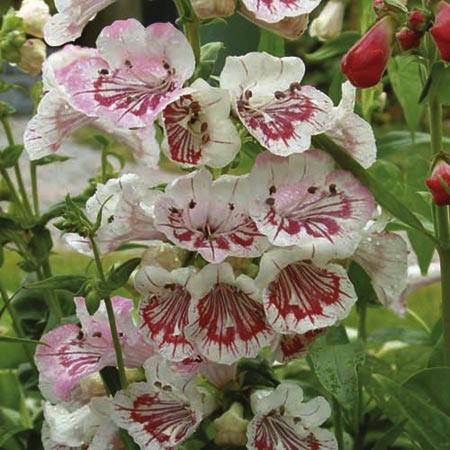 Unbranded Penstemon Strawberries and Cream Plants Pack of