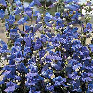 Unbranded Penstemon True Blue Seeds