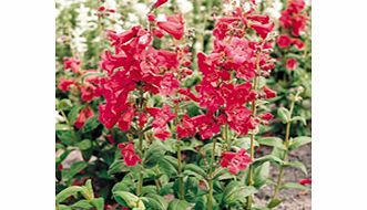 Unbranded Penstemon Tubular Bells Mixed Plants