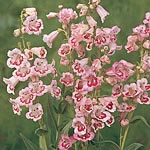 Unbranded Penstemon Tubular Bells Rose Seeds 423591.htm