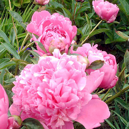 Unbranded Peony Dinner Plate 1 Bare Root Plant
