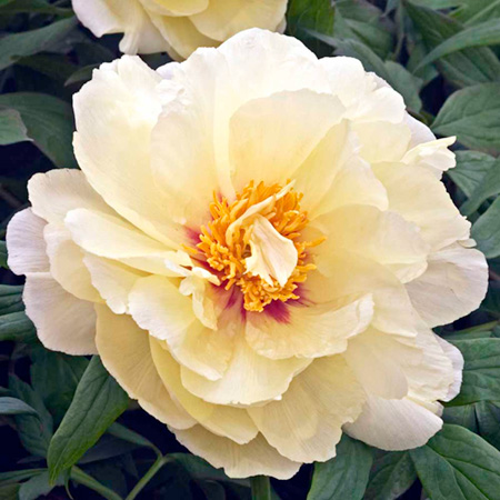 Unbranded Peony High Noon 1 Bare Root Plant