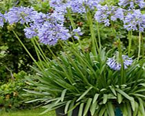 Unbranded Perennial Collection - Agapanthus