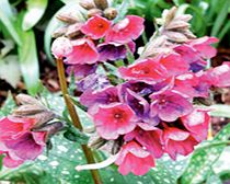 Unbranded Perennial Plants - Front of Border Collection