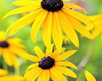 Unbranded Perennial Plants - Middle of Border Collection