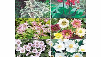 Unbranded Perennial Plants - Shade Collection