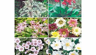 Unbranded Perennial Plants - Shade Collection