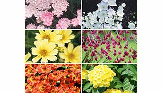 Unbranded Perennial Plants - Summer Collection