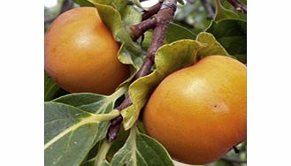 Unbranded Persimmon Tree - Kaki-Sharon Fruit