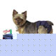 Pet Nappies XXSmall