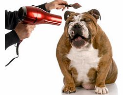 Unbranded Pet Pamper Pack - UK Wide