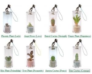 Pet Plants - Miniture Bonsai Marvels