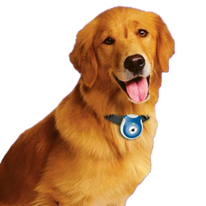 Unbranded Pets Eye View Camera