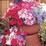 Unbranded Petunia Aladdin Mixed F1 Seeds 422952.htm