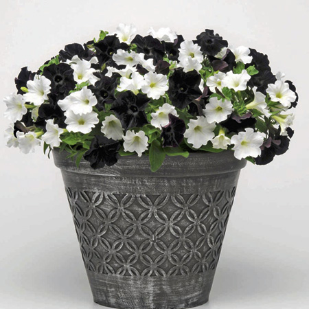 Unbranded Petunia Black Velvet and White Silk Plant