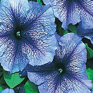 Unbranded Petunia Blue Daddy F1 Hybrid Seeds