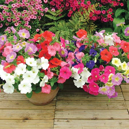 Unbranded Petunia Carpet Mixed F1 Plants Pack of 150