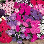 Unbranded Petunia Carpet Mixed F1 Seeds 422294.htm