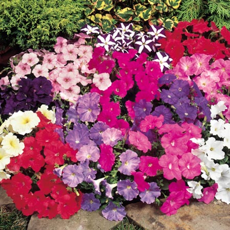 Unbranded Petunia Carpet Mixed F1 Seeds Average Seeds 135