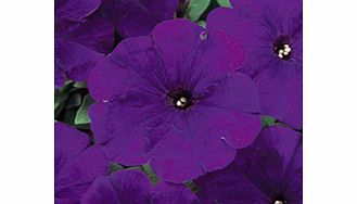 Unbranded Petunia Carpet Series Seeds - Blue