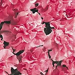 Petunia Cascade Soft Pink F1 Seeds