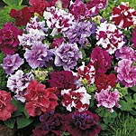Unbranded Petunia Duo Double Mixed F1 Easiplants 441021.htm